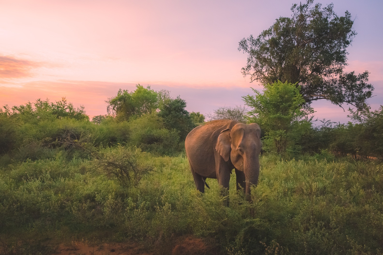 Sri Lankan Elephant, Sri Lanka